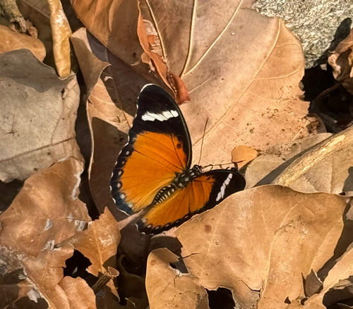 chestnut orange forester