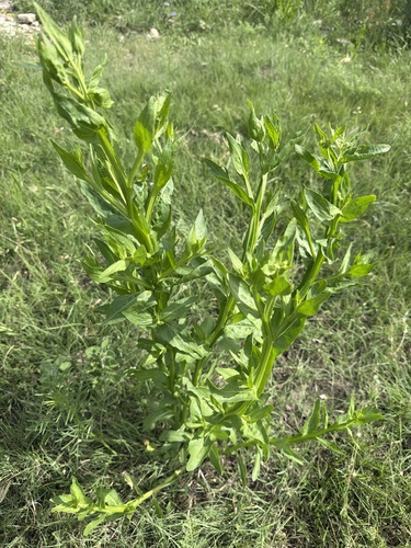 Smallhead Sneezeweed
