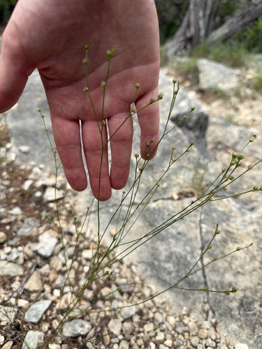 Rock Flax