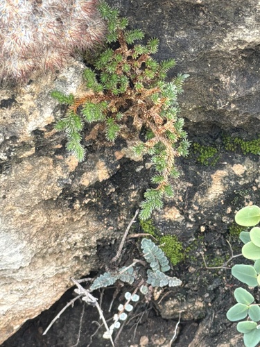 Peruvian Spikemoss