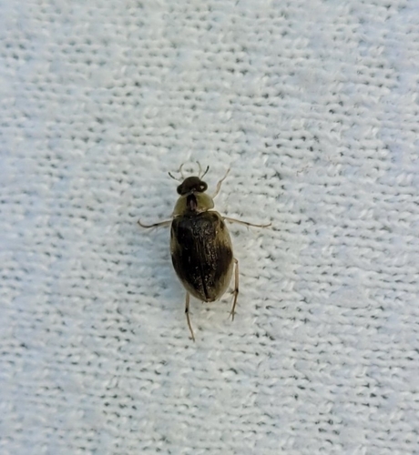 Berosus miles