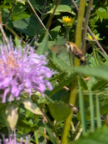 Snowberry Clearwing