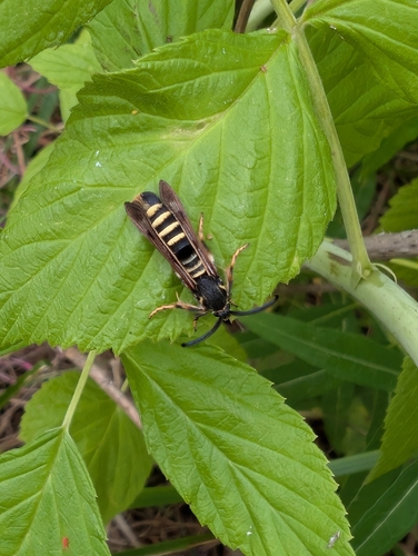 Raspberry clearwing moth