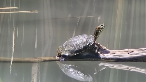 Big Bend Slider