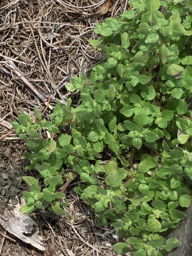 clustered pellitory (Parietaria praetermissa)