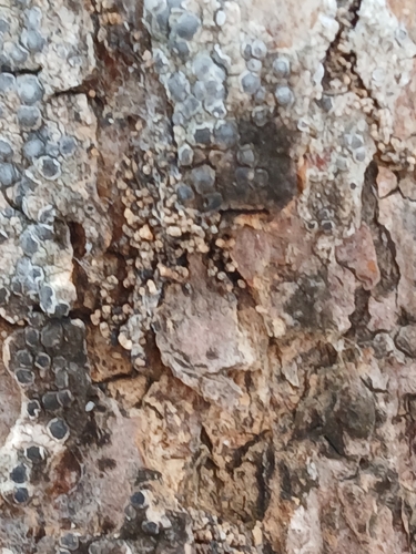 Powdery Rock-olive Lichen