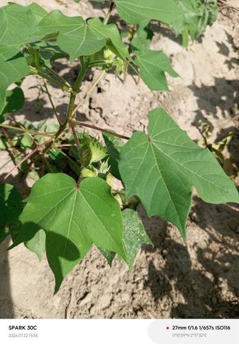 Upland Cotton