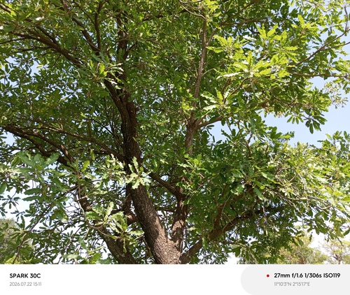 Shea Tree
