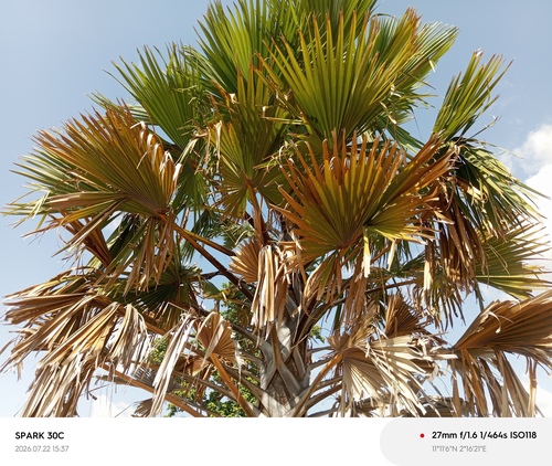 borassus palm