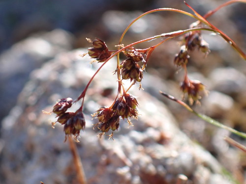 Luzula arcuata
