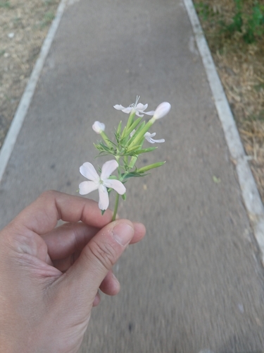 common soapwort