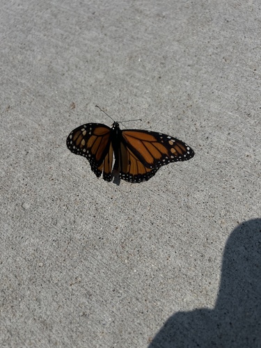 Monarch