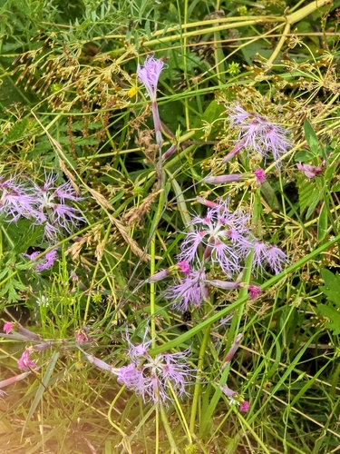 Fringed Pink