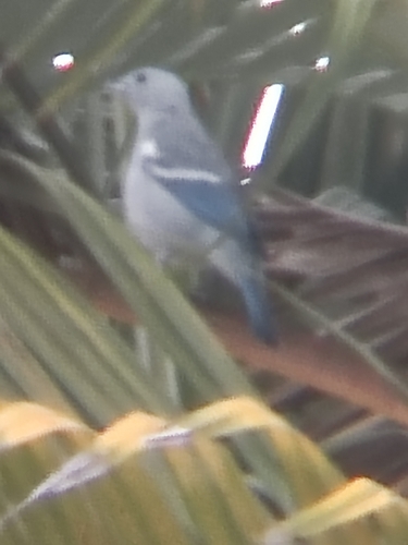 Blue-gray Tanager