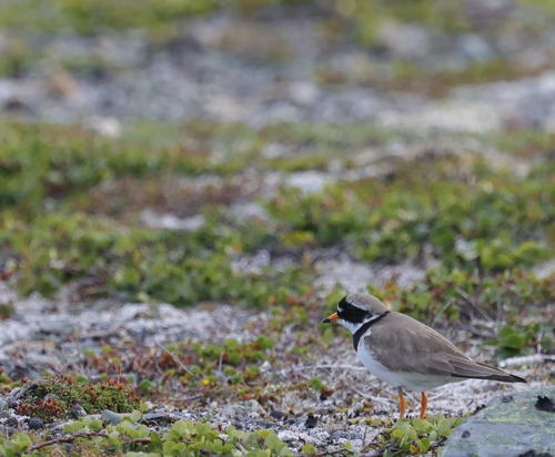 Common Ringed Plover
