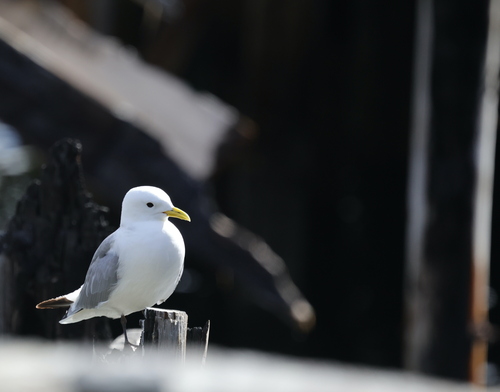 Black-legged Kittiwake
