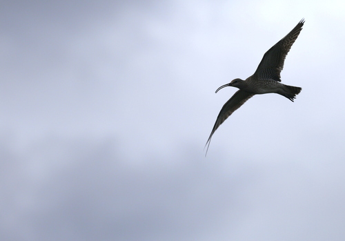 Eurasian Whimbrel