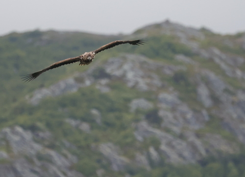 White-tailed Eagle