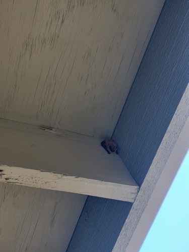 California Myotis