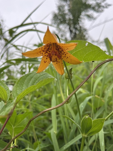Canada lily