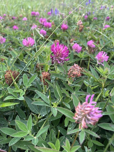Red Clover