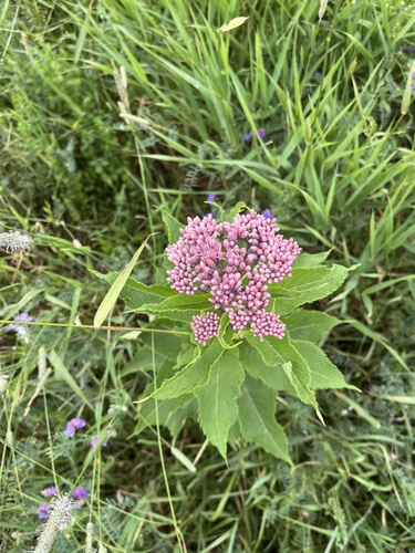 spotted Joe-Pye weed