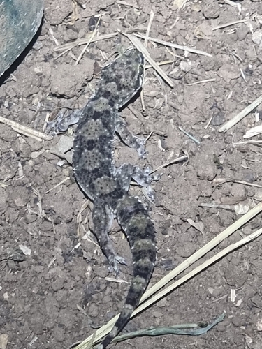 West African House Gecko