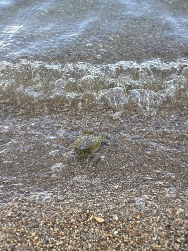iNaturalist observation photo of Yosemite Toad