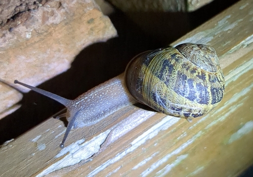 Garden Snail