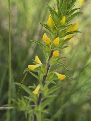 yellow owl's-clover