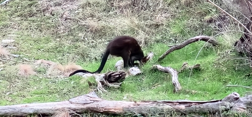 Swamp Wallaby