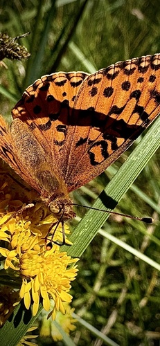 iNaturalist observation photo of Great Basin Fritillary
