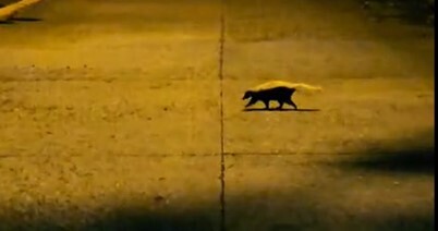 American Hog-nosed Skunk