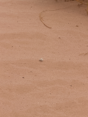 Thistledown Velvet Ant