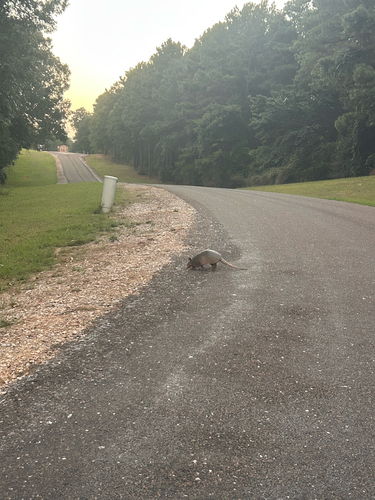 Mexican Long-nosed Armadillo