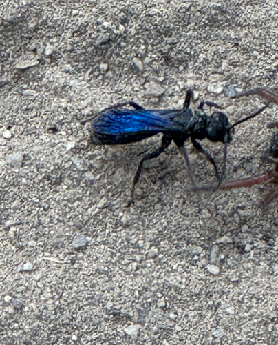iNaturalist observation photo of Ants, Bees, and Stinging Wasps