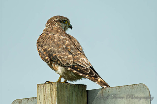 Merlin