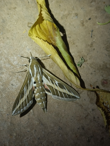 Striped Hawkmoth