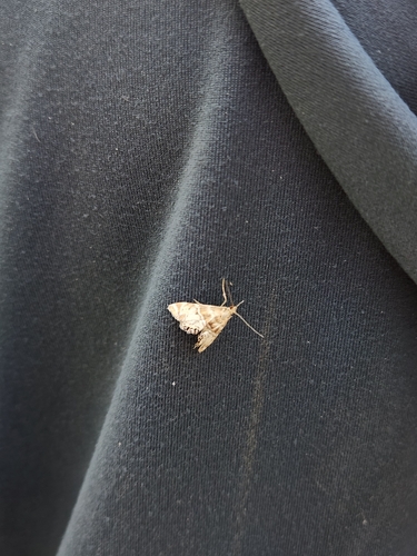 Confusing Petrophila