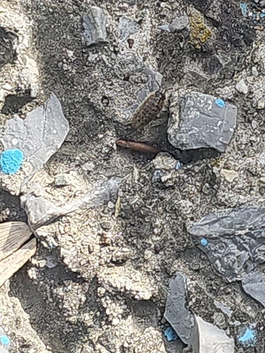 Versicolored Pill Woodlouse