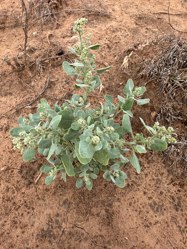 Mealy Goosefoot