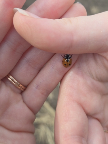 Seven-spotted Lady Beetle
