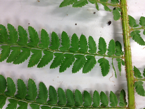 soft shield fern