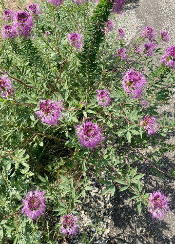 Rocky Mountain Beeplant