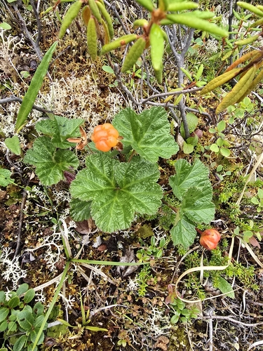 cloudberry