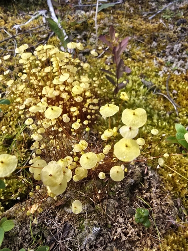 Yellow Moosedung Moss