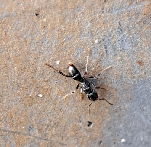 Rhytidoponera victoriae