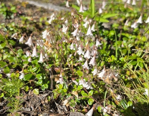 Twinflower