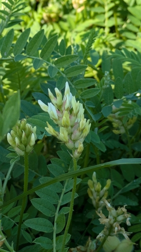 Chickpea Milkvetch