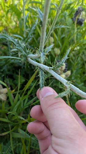 Flodman's thistle